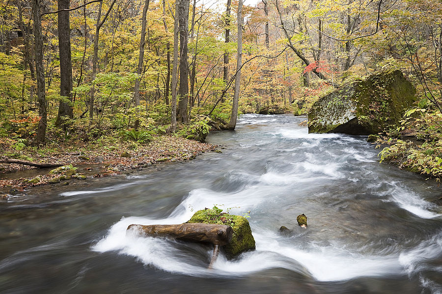 L’eau pouvant être analysée par WESSLING s’écoule dans un ruisseau traversant la forêt.