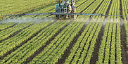Pesticide analysis in food