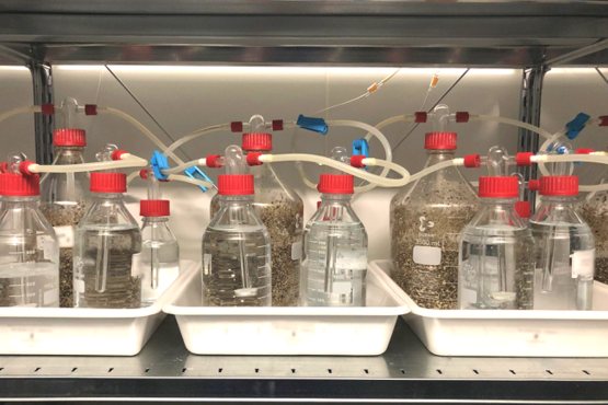 Biodegradation test at WESSLING