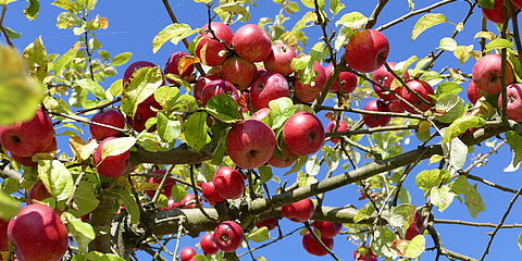 organic apples in a tree