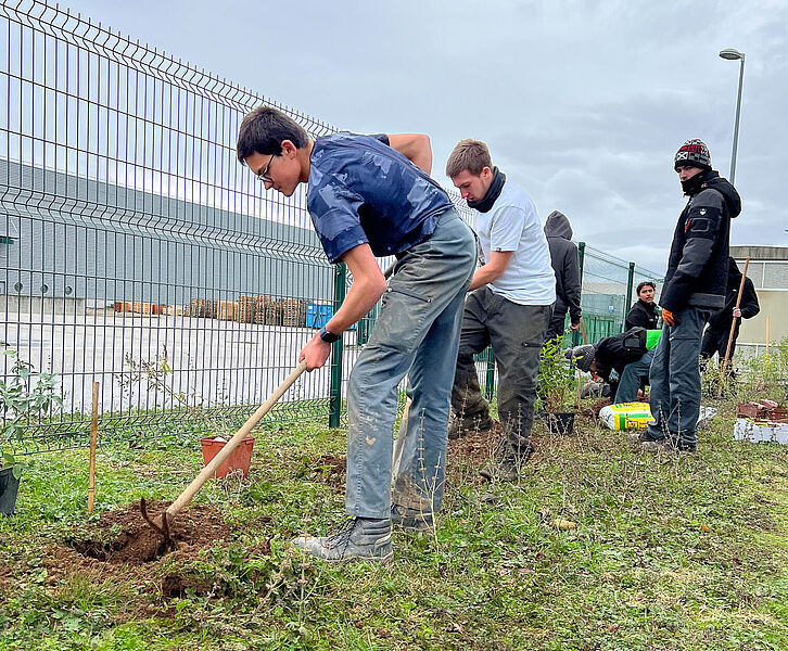 Digging holes for the plants