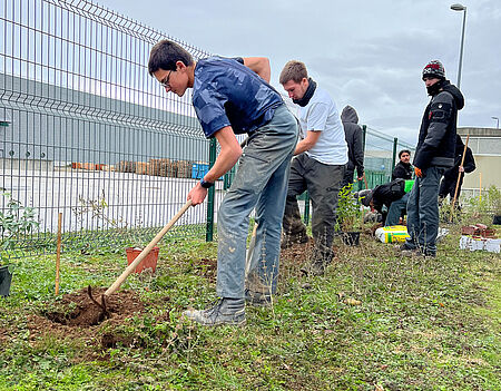 Digging holes for the plants