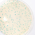 Listeria monocytogenes microbiological analysis