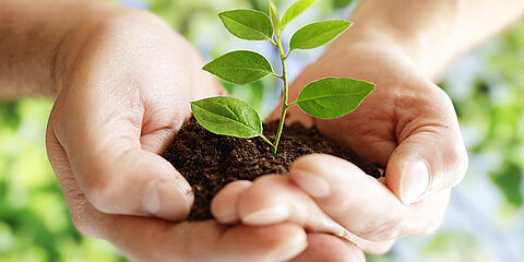 A green plant is growing