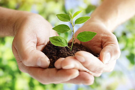 A green plant is growing