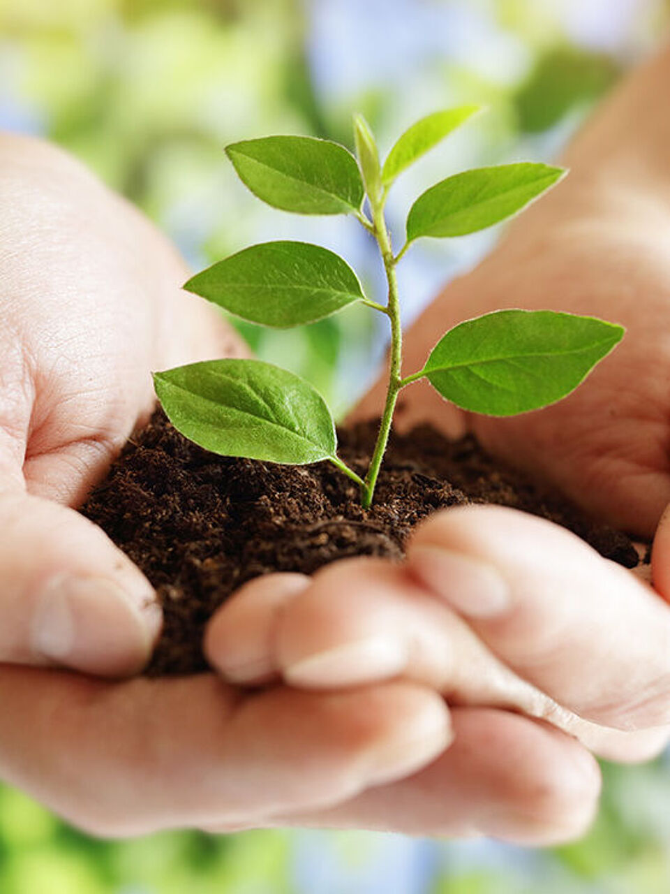 A green plant is growing