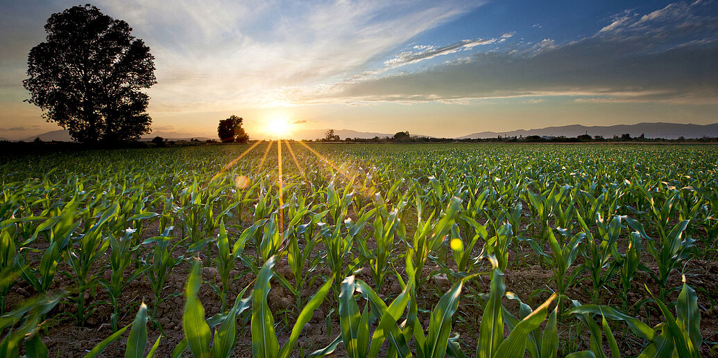 corn field