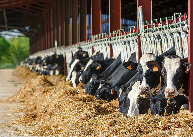 Les vaches mangent du foin après l’analyse des fourrages.