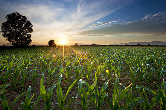 Maize on a field - the plants are one of the input materials of biogas plants.