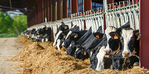 Les vaches mangent du foin après l’analyse des fourrages.